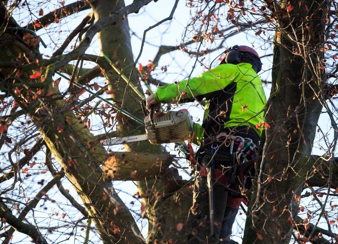 tree surgeon cork climbing large ash tree