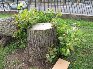 large tree stump on public property