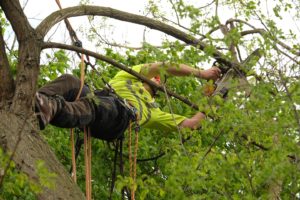 crew worker in a tree carrying out surgery procedure