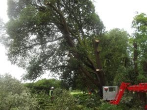 tree surgery raising the lower branches Cork