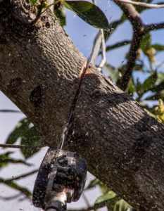 tree pruning with petrol chainsaw