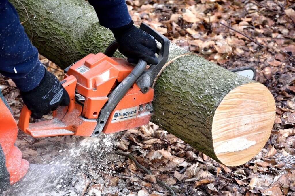 tree cutting using a powerful chainsaw