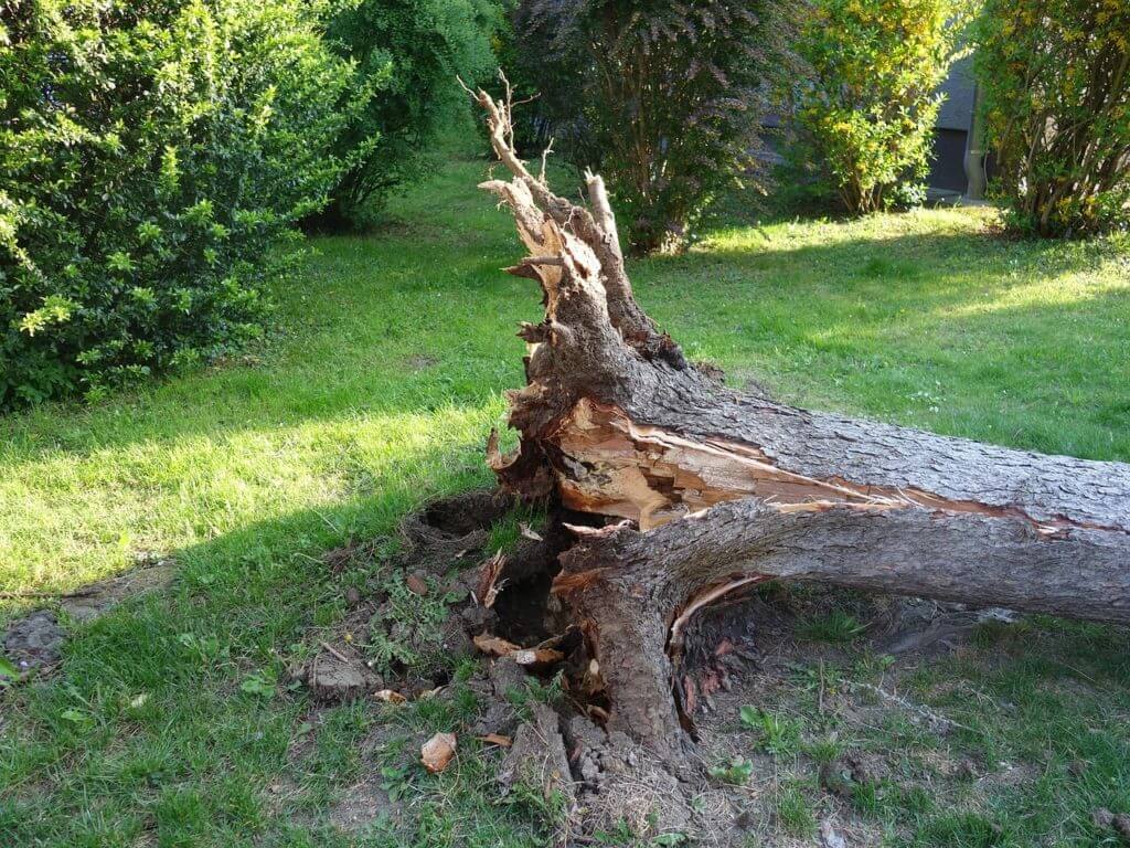 broken damaged tree requiring immediate removal