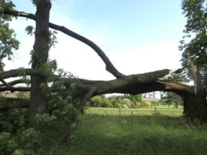 tree broken Cork require emergency team
