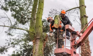 tree surgeons cutting a large conifer tree