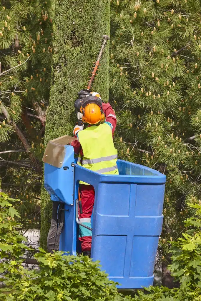 tree removal using chainsaw