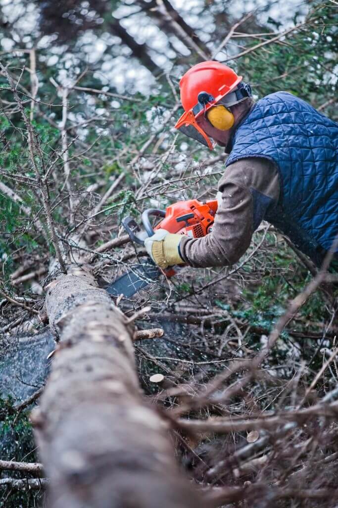 professional lumberjack cutting a big tree in the 2023 11 27 05 17 40 utc min