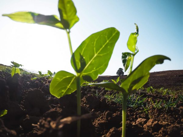 small green seedlings growing in a field